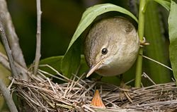 Marsh warbler with a cuckoo nestling. Marsh Warbler pho 0069.jpg