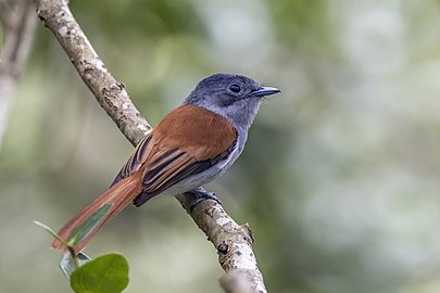 juvenile T. b. desolata, Mauritius