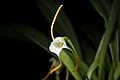 Masdevallia laucheana