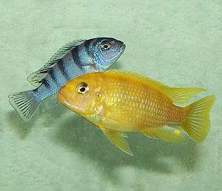 <i>Maylandia lombardoi</i> Species of fish