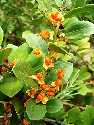 Maytenus Procumbens: Galery, Sien ook, Verwysings