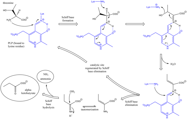 The mechanism of threonine ammonia-lyase. PLP and lysine are shown in blue. Mechanism of TD.png