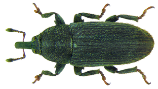 <i>Mecinus pyraster</i> Species of beetle