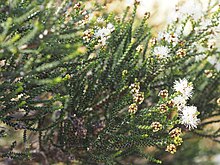 Melaleuca cucullata (barglar, gullar, mevalar) .JPG