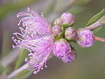 Melaleuca thymifolia0.jpg