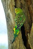 Wellensittich (Melopsittacus undulatus), Weibchen im natürlichen Habitat in Australien