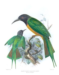 Black-headed bee-eater Species of bird