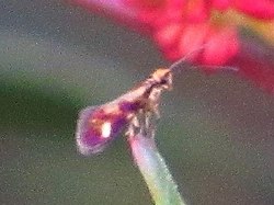 Micropterix granatensis.jpg