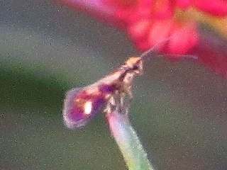 <i>Micropterix granatensis</i> Species of moth