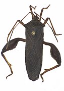 Mictis longicornis.jpg