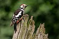 Middle-Spotted Woodpecker (Dendrocopus medius), Forêt de Soignes, Brussels (31407957075).jpg