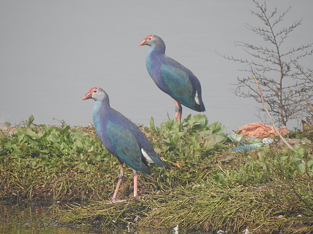 640px-Migratory_birds_at_Motemajra_Village_pond_02.jpg (640×480)