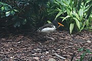 American oystercatcher