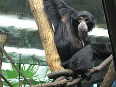 Siamang