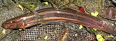 European weather loach (Misgurnus fossilis)