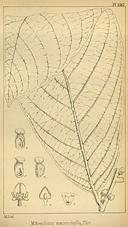 <i>Pseuduvaria macrophylla</i> species of plant in the family Annonaceae