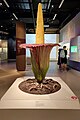 * Nomination: Model of Titan Arum --Moheen 12:01, 7 September 2023 (UTC) * Review Good quality, but do you know that the artist who created the model has been dead for the requisite number of years to put the model in the public domain? -- Ikan Kekek 05:06, 9 September 2023 (UTC) No artist name is mentioned in the description of this model. Moheen 06:06, 10 September 2023 (UTC) That doesn't mean it's public domain. -- Ikan Kekek 21:06, 11 September 2023 (UTC)