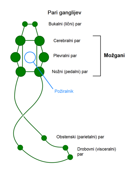 Slika:Mollusc nervous system-sl.png