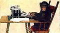 Chimpanzee with typewriter; illustration of joke/proverb.
