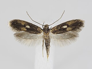 <i>Monopis fenestratella</i> Species of moth