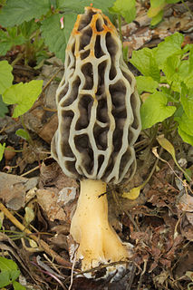 <i>Morchella diminutiva</i> Species of fungus