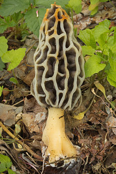 Morchella diminutiva 419646.jpg