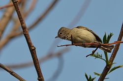 Mosquero lampiño, Northern Beardless-Tyrannulet, Camptostoma imberbe (8691813966).jpg