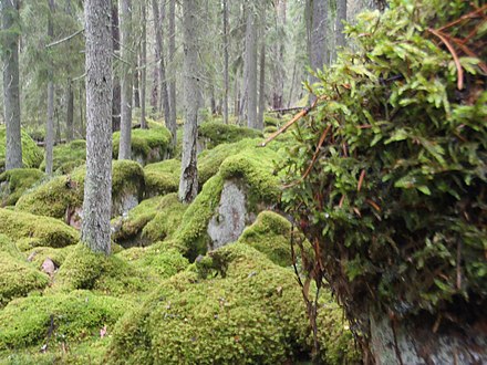 Fiby Urskog has been untouched by human hands for centuries.