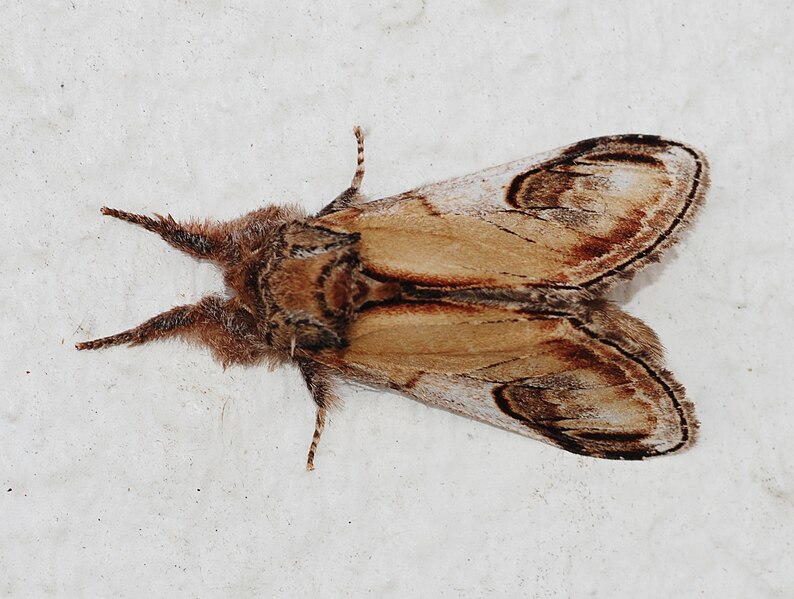 File:Moth August 2010-4.jpg