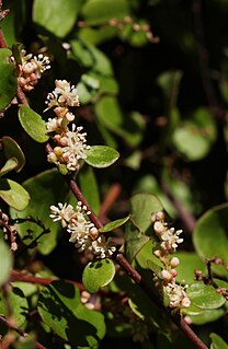 <i>Muehlenbeckia complexa</i> Species of flowering plant