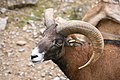 Deutsch: Kopf eines Europäischen Mufflons (Ovis orientalis musimon) im Wildpark Bad Mergentheim.