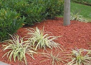 Shredded wood used as mulch. This type of mulc...