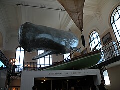Musée Océanographique de Monaco, Sperm whale.jpg