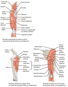 Liste des muscles du corps humain — Wikipédia