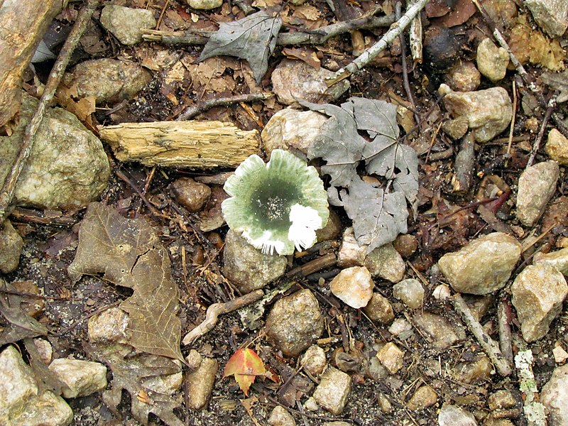 File:Mushrooms! Mill Trail Umstead NC SP 4328 (6641015381) (2).jpg