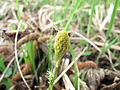 Čeština: Kvetoucí ostřice (Carex sp.) v národní přírodní rezervaci Kněžičky. Pomezí okresů Kolín a Nymburk, Česká republika. English: Flowering Carex sp. in national natural reserve Kněžičky, Kolín and Nymburk Districts, Czech Republic.