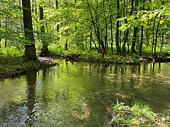 Zone geringer Fließgeschwindigkeit im Auwald