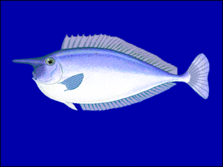 <i>Naso</i> (fish) Genus of fishes