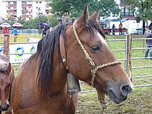 Cabeça de cavalo com um sino no pescoço.