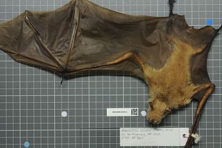 <span class="mw-page-title-main">Striped leaf-nosed bat</span> Species of mammal