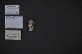 Conus novaehollandiae