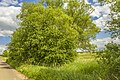 * Nomination Natural monument "Spring fen near Grettstatt" (Habitat "Remains of Grettstadt meadows") --Plozessor 04:20, 17 April 2024 (UTC) * Promotion  Support Good quality & nice landscape --Екатерина Борисова 01:55, 19 April 2024 (UTC)