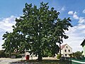 Stieleiche (Quercus robur)