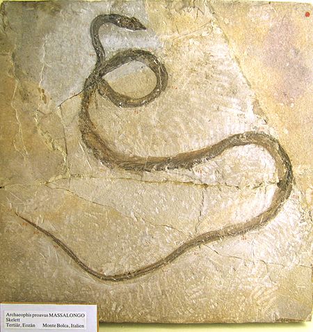 Fail:Naturkundemuseum_Berlin_-_Archaeophis_proavus_Massalongo_-_Monte_Bolca.jpg