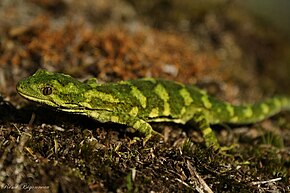 Beschreibung des Naultinus_rudis.JPG-Bildes.