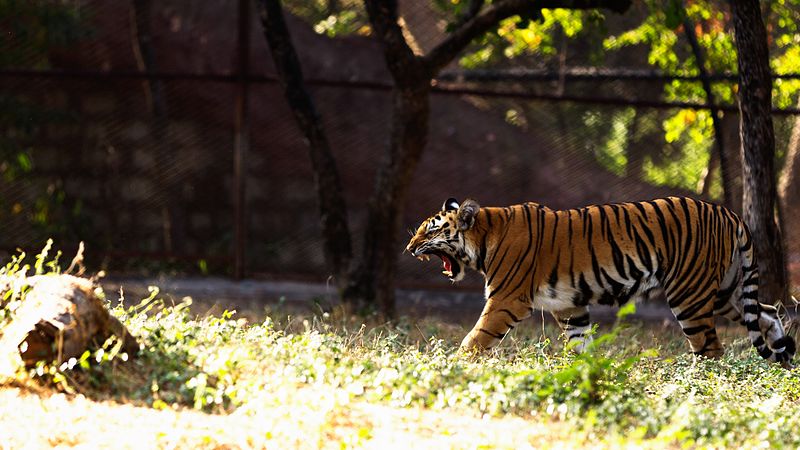 File:Nehru Zoological Park, Hyderabad, Telangana6.jpg