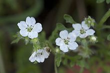 Nemophila heterophylla.jpg