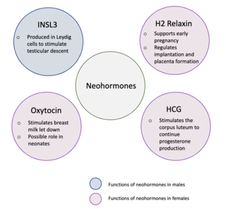 <span class="mw-page-title-main">Neohormone</span> Group of hormones associated with the success of mammalian development