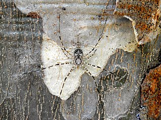 <i>Neotama mexicana</i> Species of spider