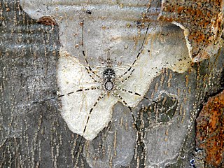 <i>Neotama</i> Genus of spiders